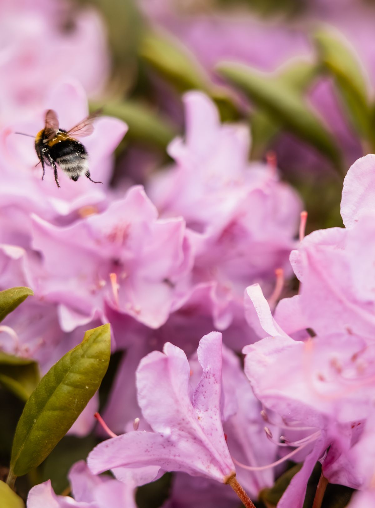 Bij of hommel die wegvliegt van bloeiende rhodondendron